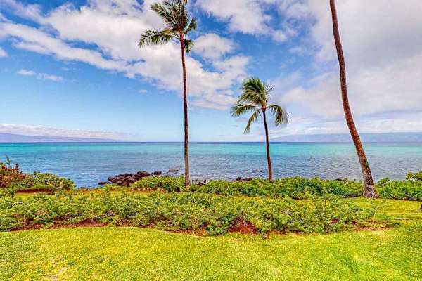 Palm Lined Coastal Garden