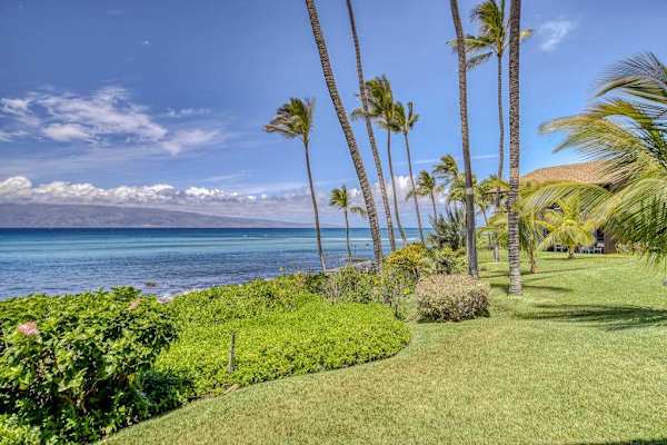 Oceanfront Lawn With Swaying Palms