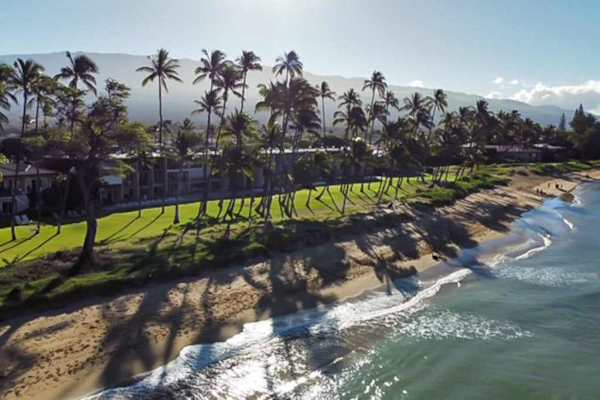 Palm Lined Coast From Above