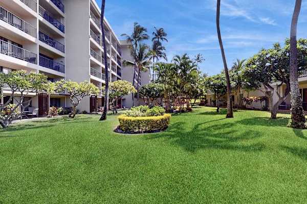 Expansive Lawn Framed By Palms