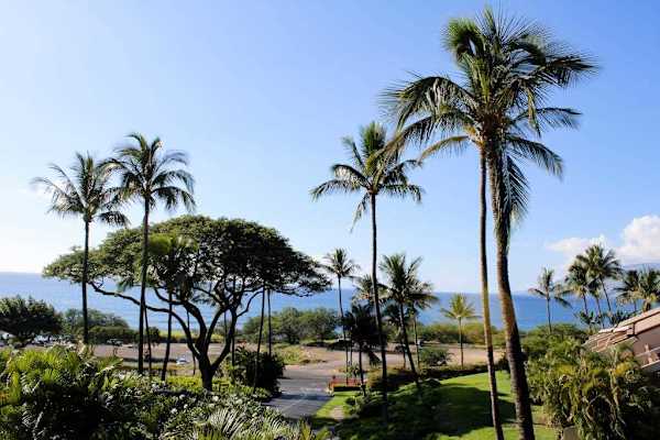 Scenic Ocean and Landscape View with Soaring Palm Trees

