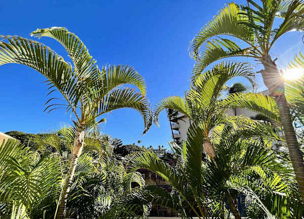 Lush Palm Garden Escape