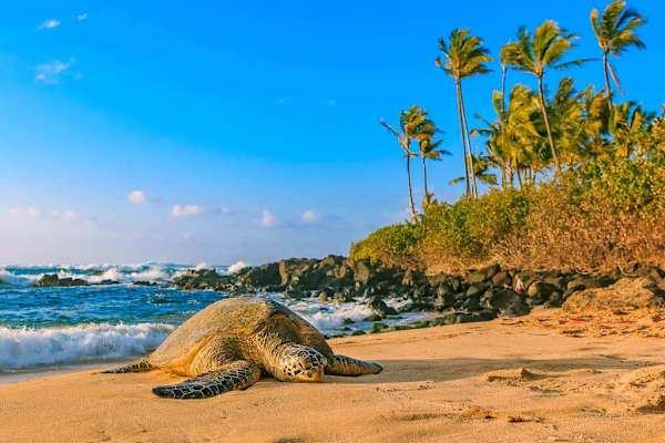 Golden sandy beach lined with swaying palm trees
