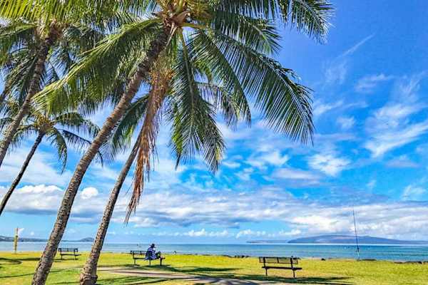 Lush oceanfront park with towering palm trees and coastal benches