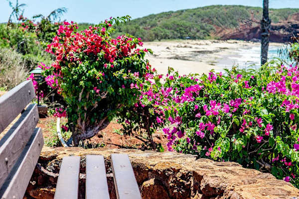 Colorful tropical flowers brighten the pathway beside sandy coastal views