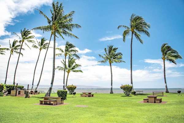 Lush tropical greenery and swaying palm trees create a peaceful island atmosphere