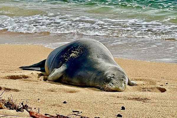 Hawaiian monk seal resting on the beach
-Please do not approach or disturb monk seals-