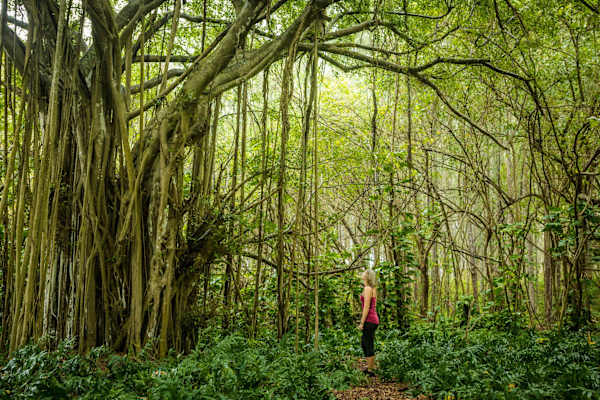 Step into the lush serenity of Kawela Bay on Oʻahu’s North Shore, where ancient banyan trees and tropical jungle vibes feel untouched by time.