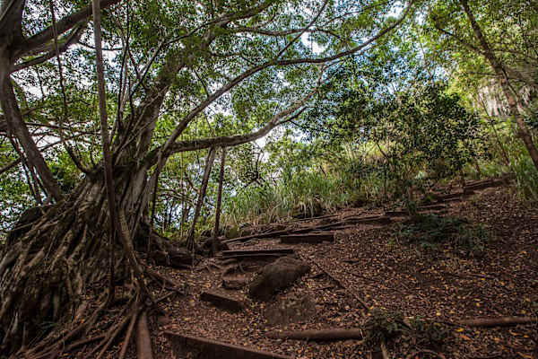 Step into a real-life movie set at the massive Kawela Bay Banyan Tree, a cinematic North Shore landmark famous for its roles in Lost, Pirates of the Caribbean, and The Hunger Games.