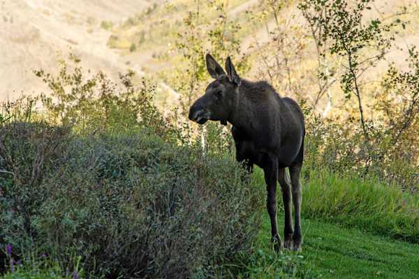 Abode at Sleeping Indian, Jackson Hole, 5 suites