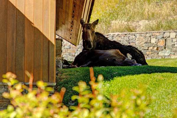 Abode at Sleeping Indian, Jackson Hole, 5 suites
