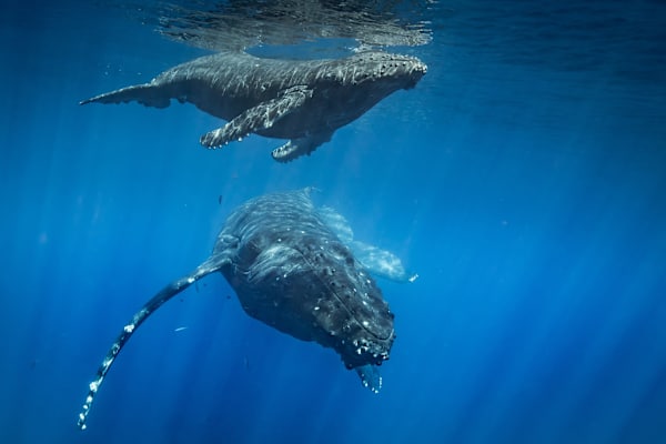 Experience world-class whale watching off the Maui coast, where you can witness gentle giant humpback whales swimming together through the crystal-clear ocean depths.