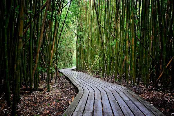 Hike along the wooden boardwalk through the enchanting bamboo forest on the Pīpīwai Trail, located in Haleakalā National Park.