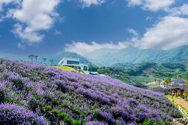 Stroll through the fragrant, purple fields of Aliʻi Kula Lavender Farm, nestled on the scenic slopes of Upcountry Maui.