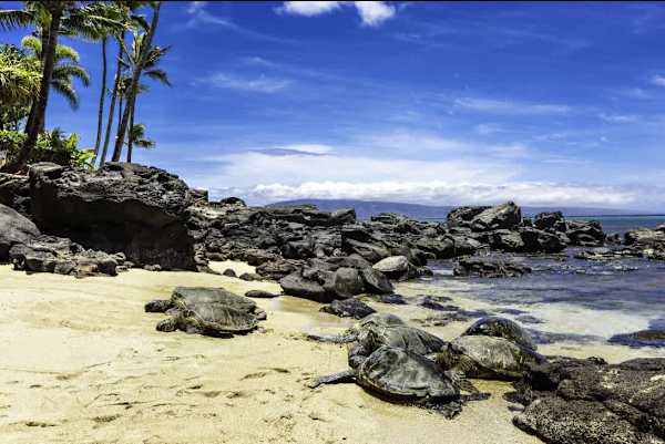 Mahina Surf 224