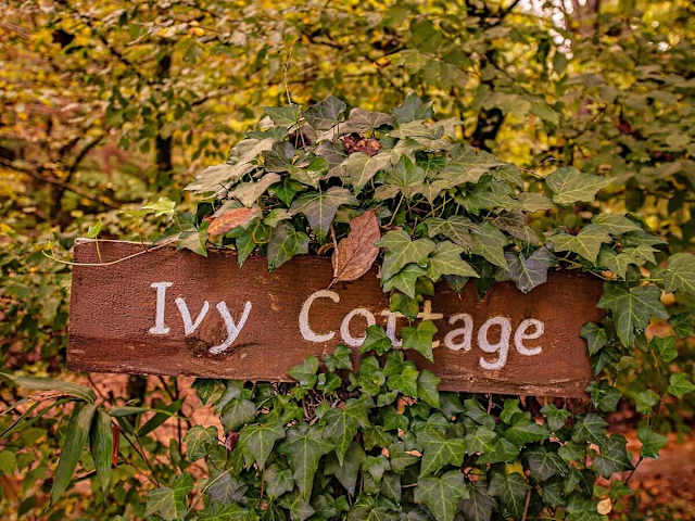 Ivy Cottage 