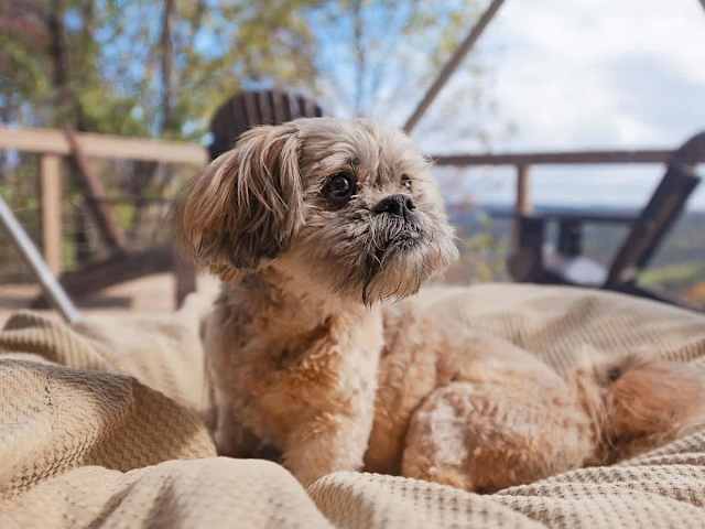 Fiery Gizzard Luxury Glamping Dome