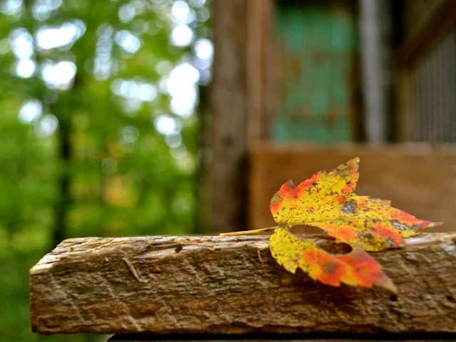 An example of the how the beautiful woods around us interact for colorful experiences.