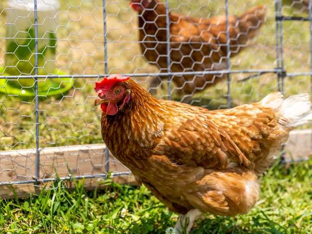 The Lavender Loft Cabin