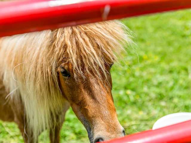 The Lavender Loft Cabin