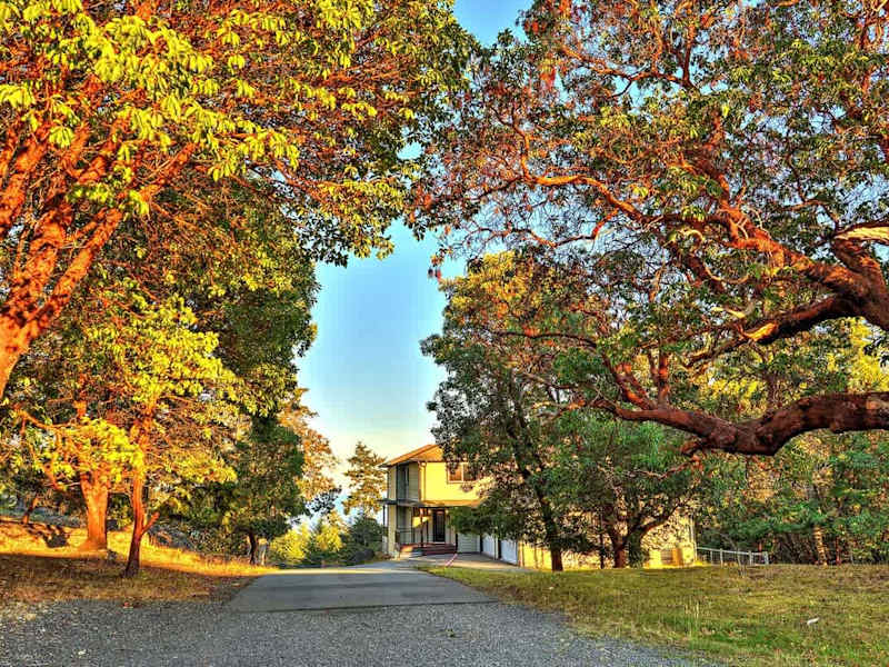 The Arbutus tree forest surrounding the house. 